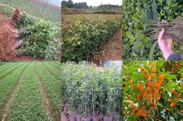 桂花树多高多粗1682902401122