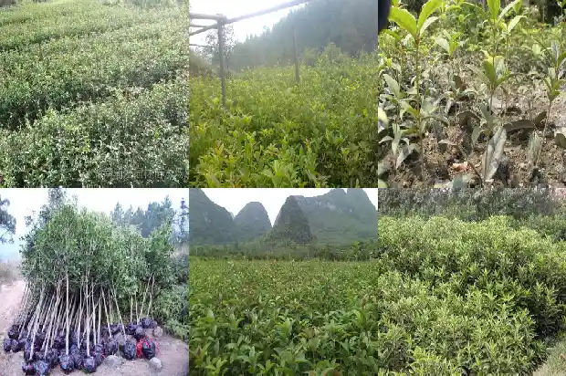 桂花树多高为花1682902428548