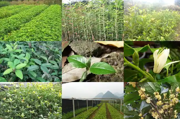 桂花泡茶喝有什么用处和功效1689467440724
