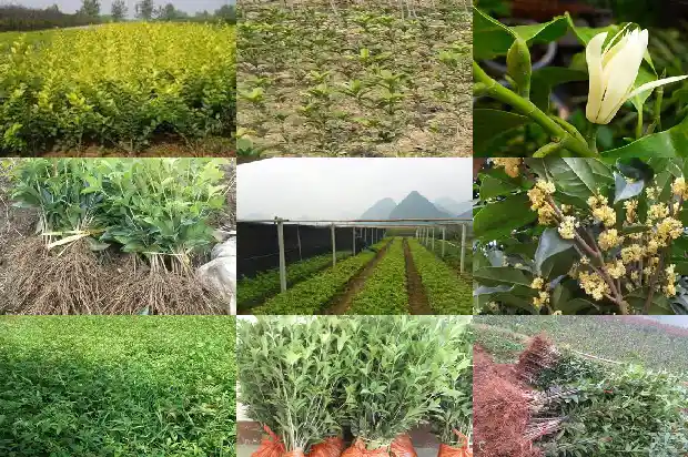 桂花树一般多久开花1682902485531