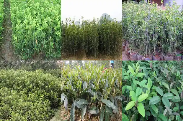 桂花树一般多久开花1682902485578