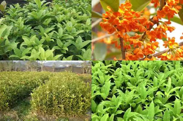 桂花树一般多久开花1682902485625