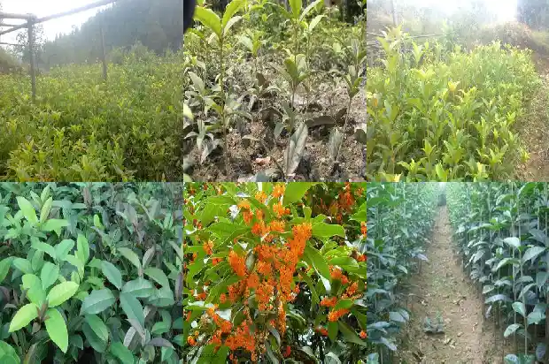 桂花树长多大开花结果1682902515027