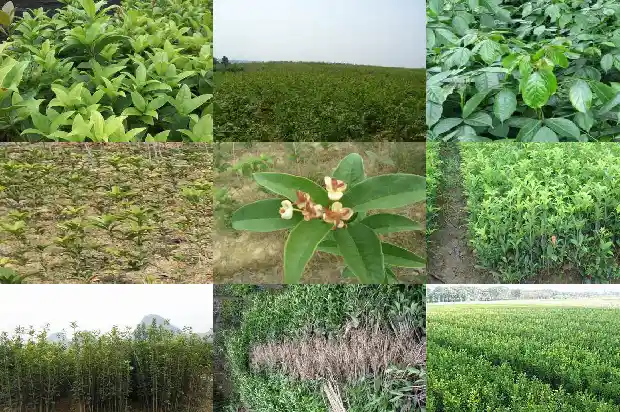 桂花树干多高最好养1682902549515