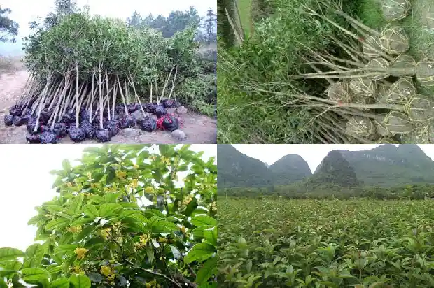 桂花树干多高最好养1682902549610