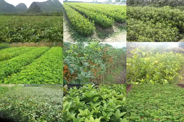桂花树怎样长的高1682902582285