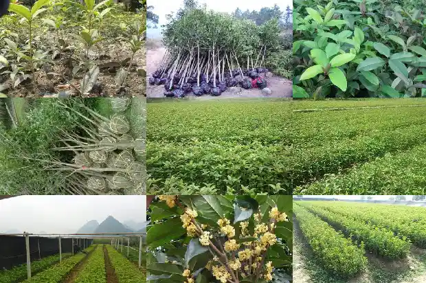 桂花树什么时候截杆好呢1682902612357