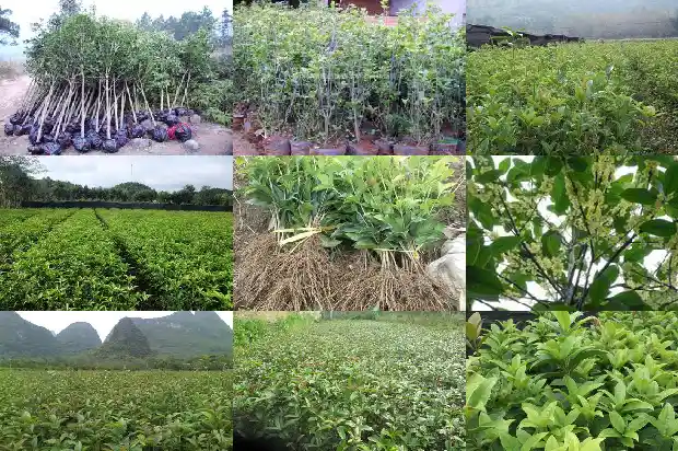 修剪桂花立春前还是立秋后1688521329134