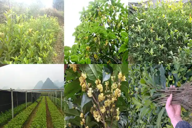 桂花树截杆后怎么养护?1682902639860