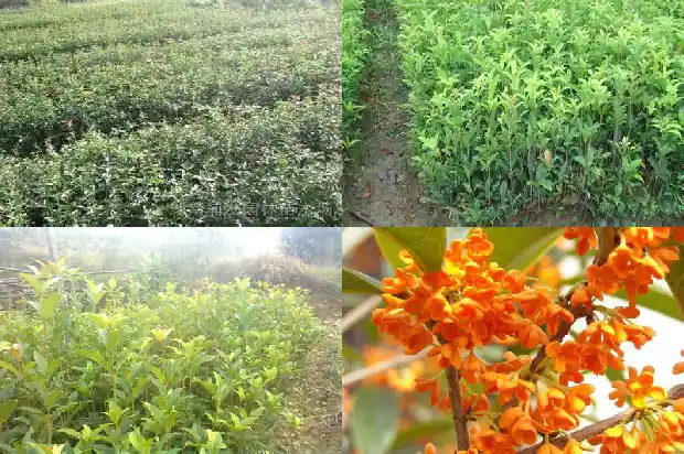 桂花树截杆后多久长新芽1682902701158