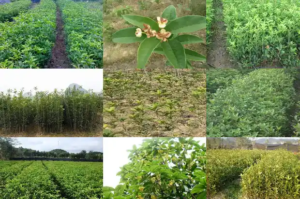桂花树的栽培要点1682902757095
