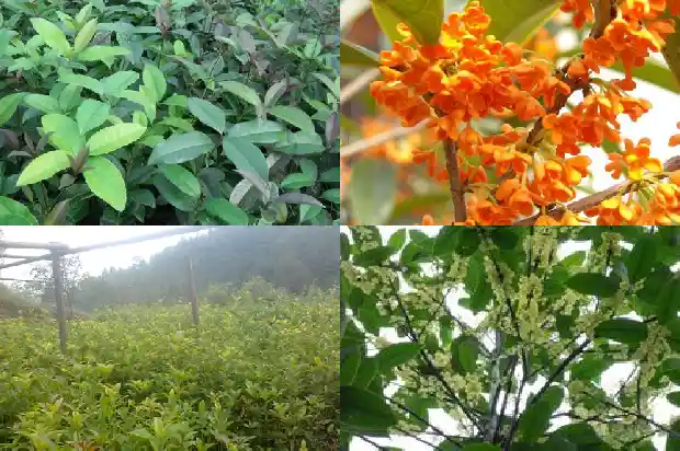 桂花树的栽培要点1682902757143