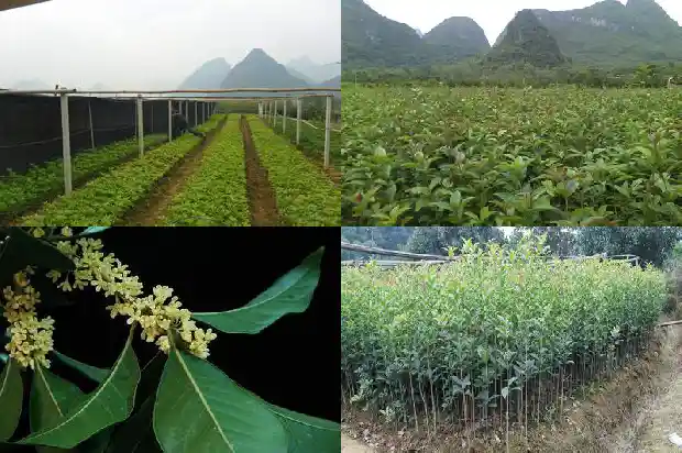 大桂花树主干截断1682902817030