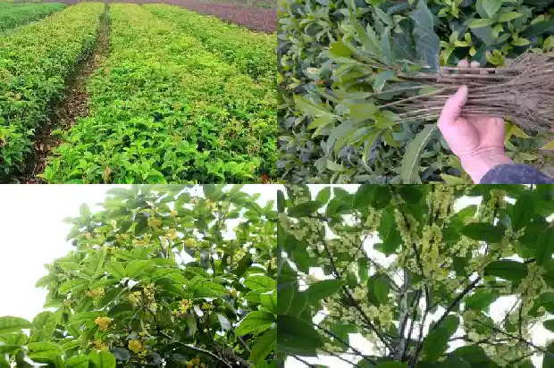 小型桂花树种植1682902845088