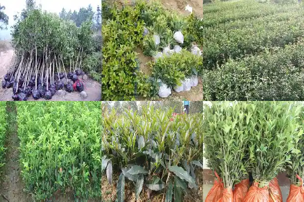 高杆桂花树价格多少一盆好看1682902882727