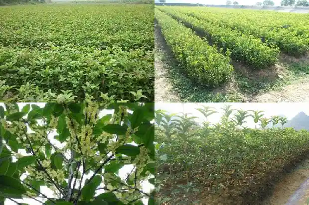 高杆桂花树价格多少一盆好看1682902882775