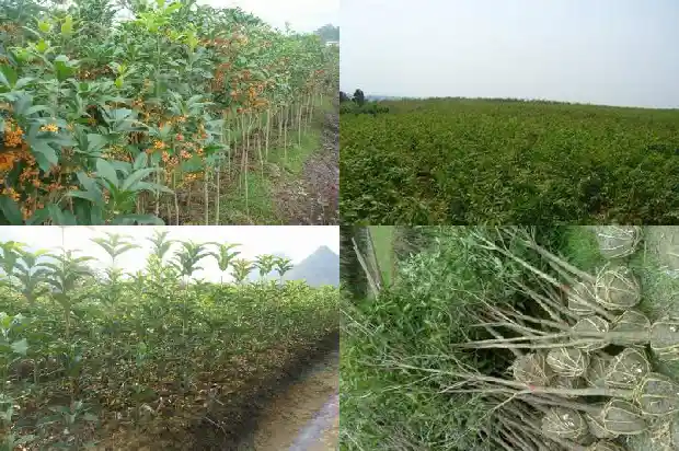 高杆桂花树价格多少一盆好看1682902882823