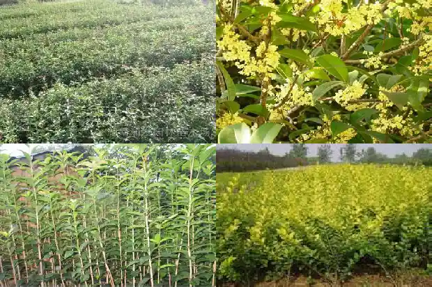 桂花树值钱不贵1682902936202