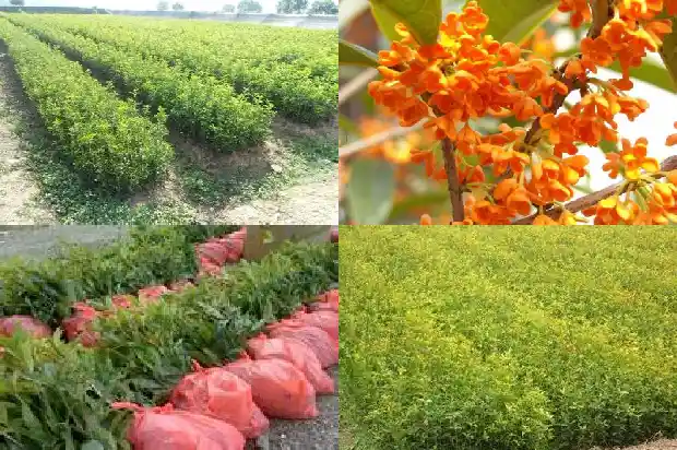 桂花树值钱不贵1682902936250