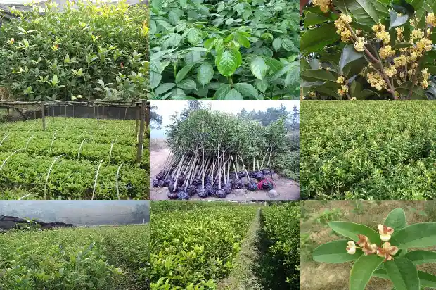 桂花是什么功效和什么作用与禁忌1689313286365