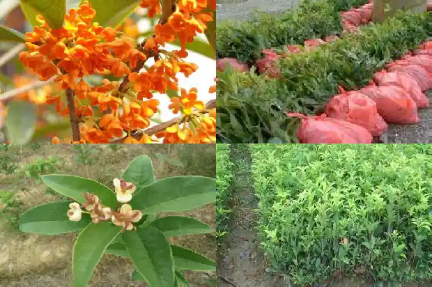 今日桂花树价格最新行情走势分析表1682903012156
