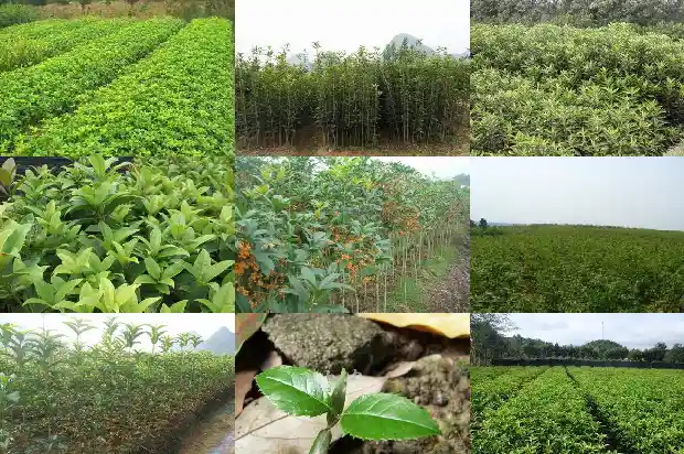 征收桂花树多少钱一亩合适1682903029779