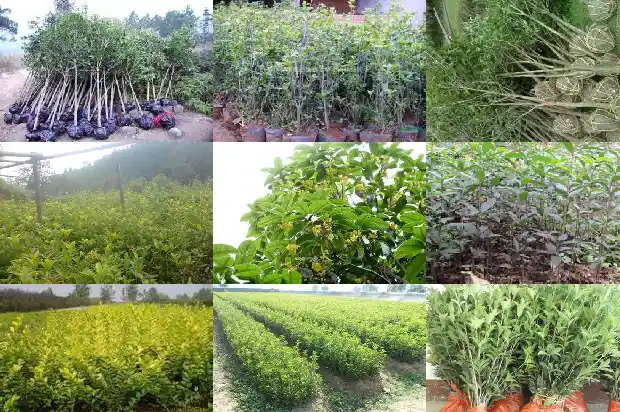 常喝桂花茶有什么好处1689035105035