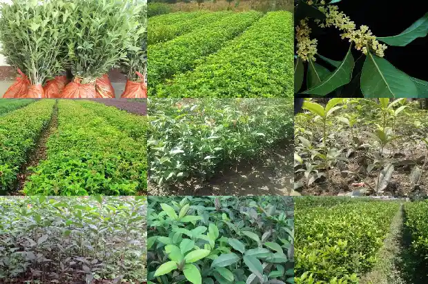 桂花叶的功效与作用 桂花叶的功效1689122119358