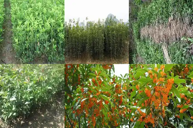 2013年桂花树价格表大全1689640296683