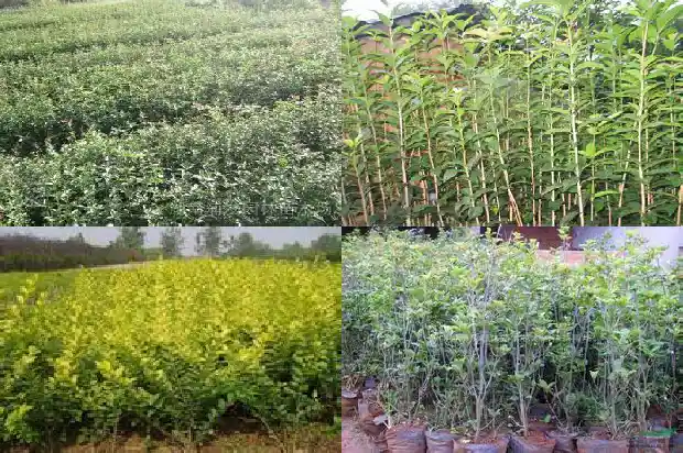 最好的桂花树是哪种树呢1688692792496