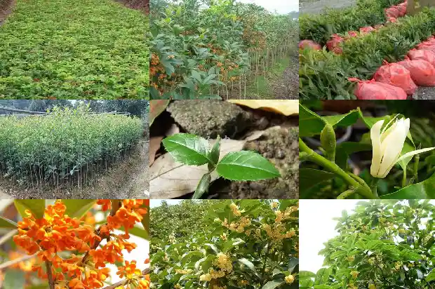 桂花树地栽怎么种植1682903119521