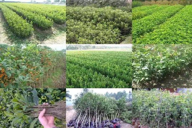 桂花树地栽怎么种植1682903119568