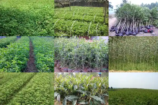 一亩地种多少桂花树最好活1682903139058