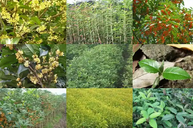 宜昌土地征收桂花树补偿方案公示栏1682903244685