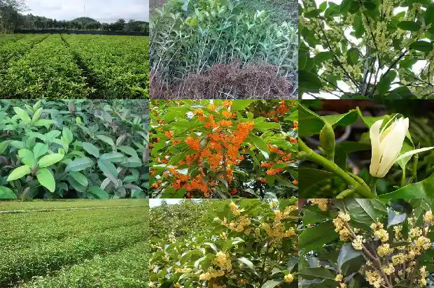 拆迁桂花树怎么赔1682903287445