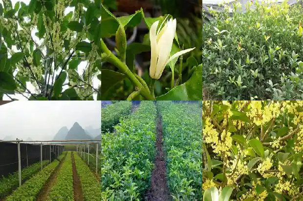 桂花树占地面积多大最好呢1682903307741