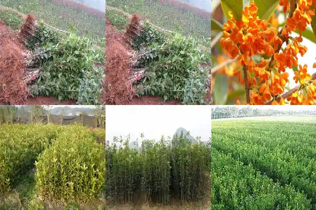 桂花树占地面积多大最好呢1682903307836
