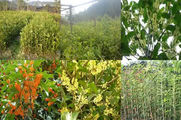 桂花树叶质地1682903370077