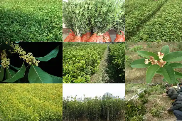 桂花树叶质地1682903370124