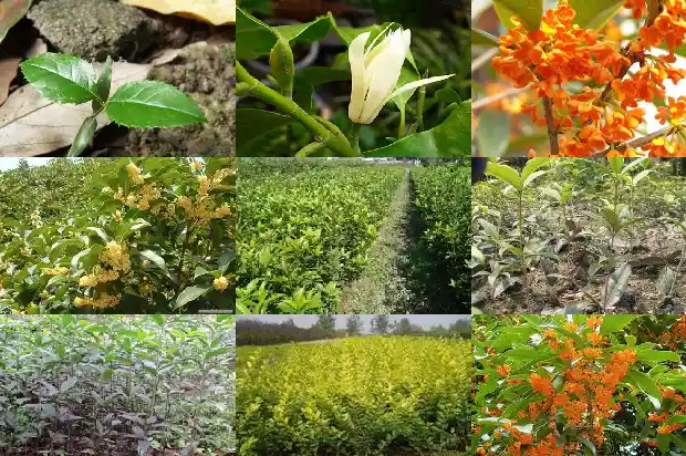 湖北桂花苗价格找湖北百信园林便宜1690418309749