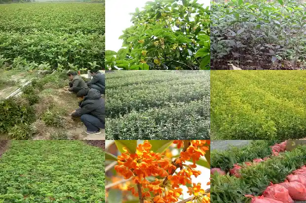 桂花树叶长几毫米1682903410398