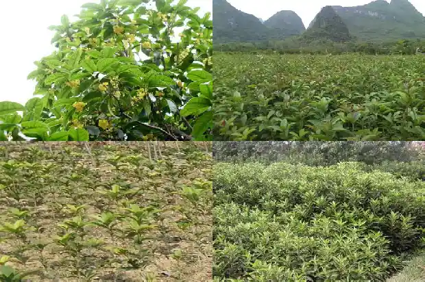 桂花树土壤厚度1682903432435
