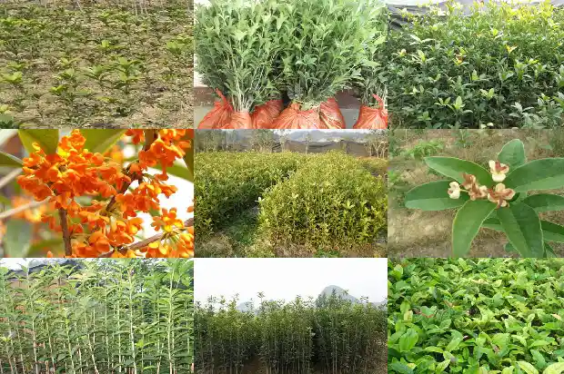 桂花树土壤厚度1682903432483