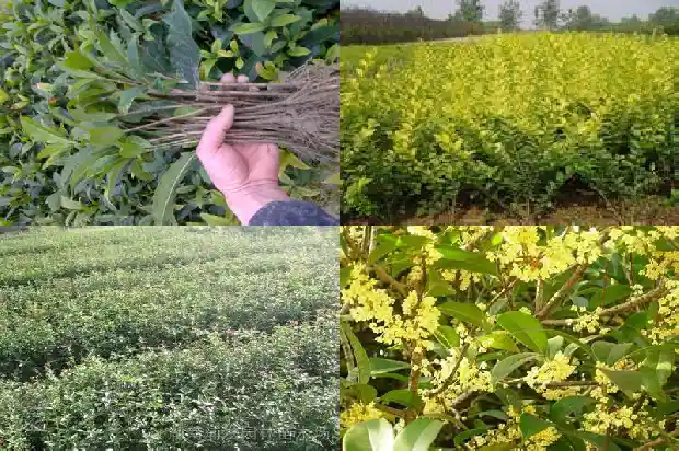 桂花树土壤厚度1682903432530