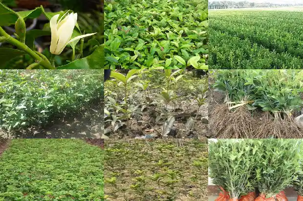 桂花树土壤厚度1682903432578