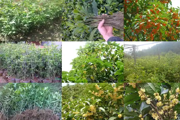 野桂花1682903510962