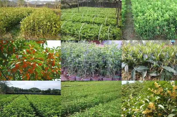 野桂花1682903511104