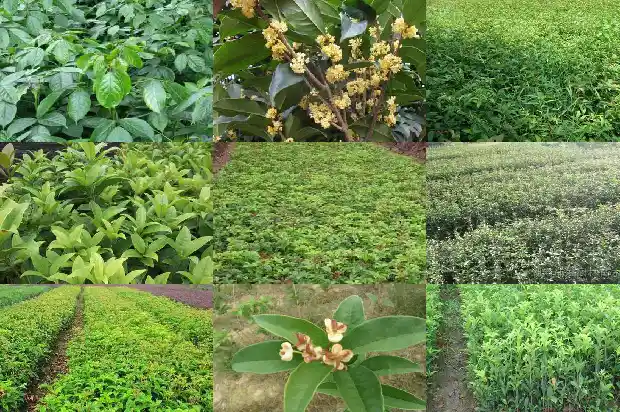 桂花高度1682903529229