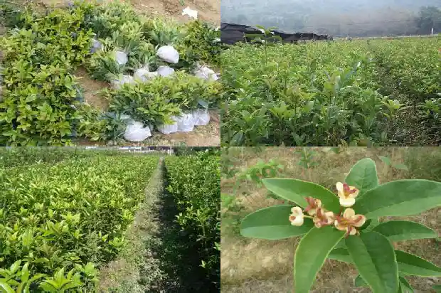 桂花高度1682903529277