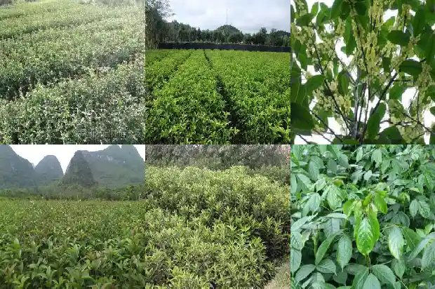 桂花树高度冠幅胸径多大1682903548763